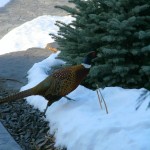 Pheasant