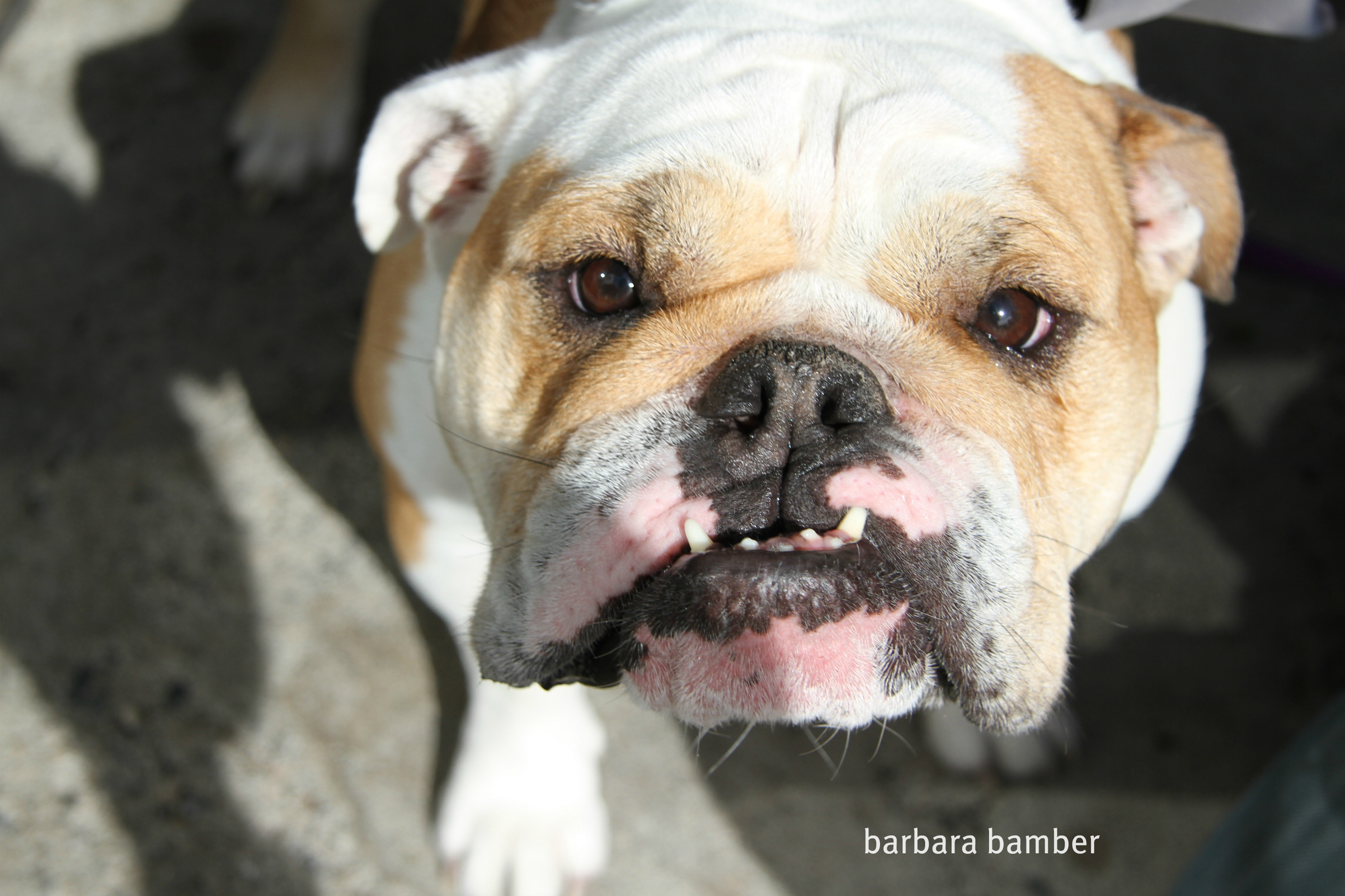 Pup Face