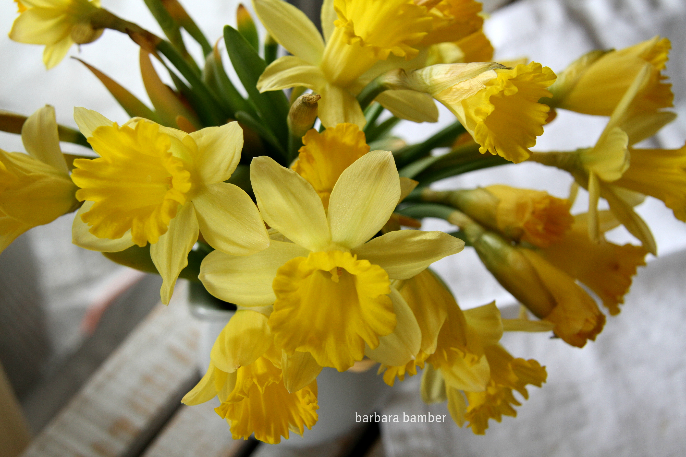 Daffodils