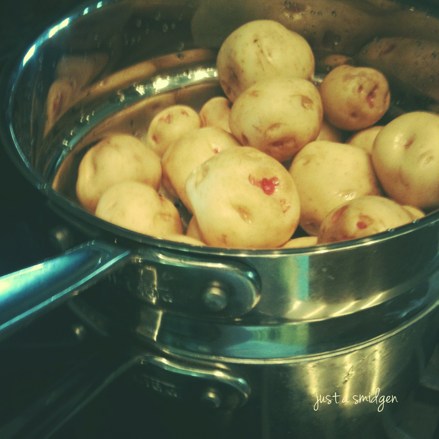 Little Cow Patties 1