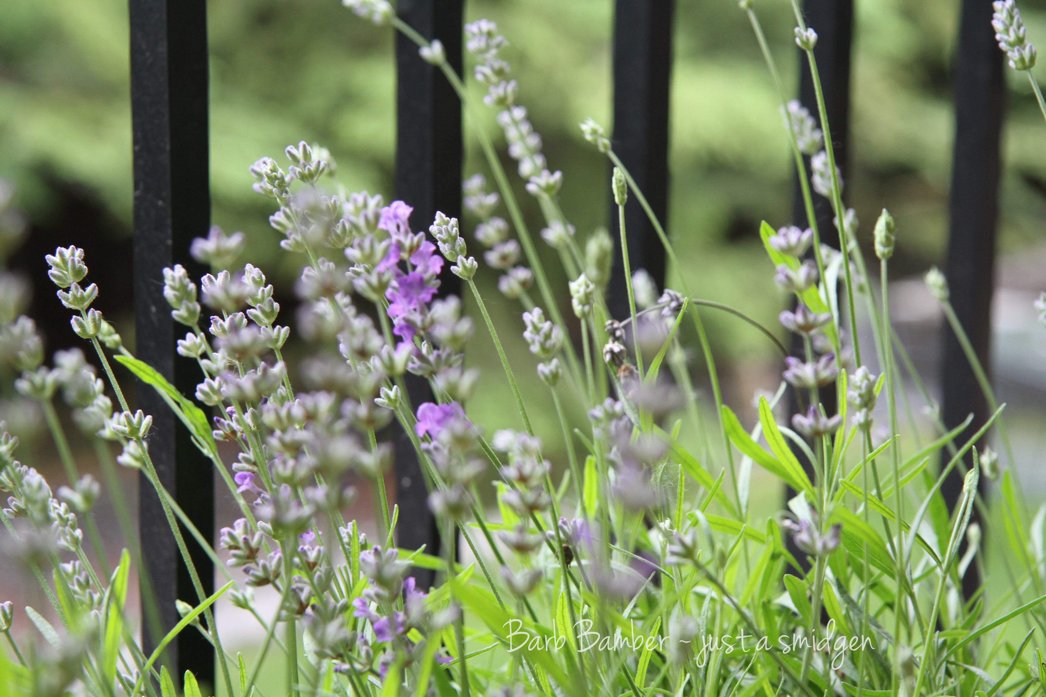 Lavender a