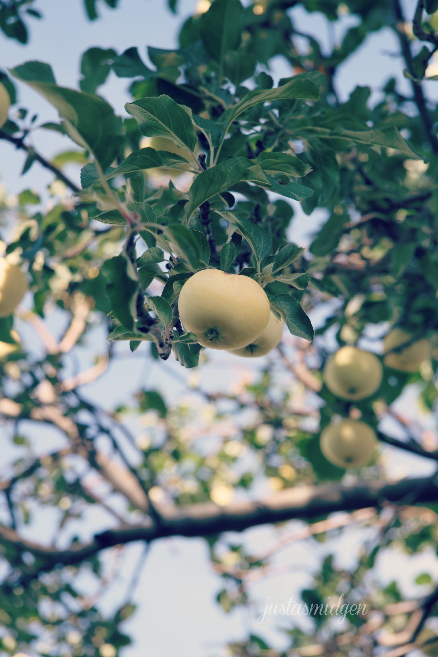 apple tree