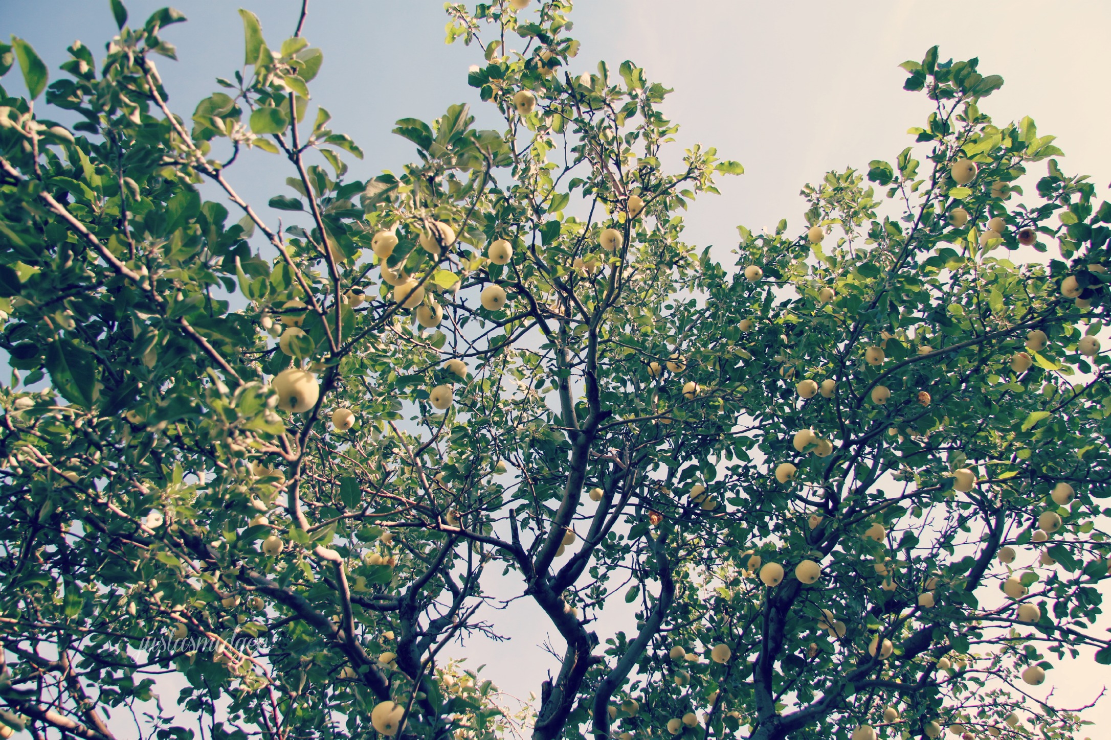 apple tree