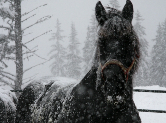 Winter Horse