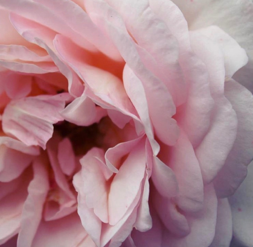 Peony 1.jpg