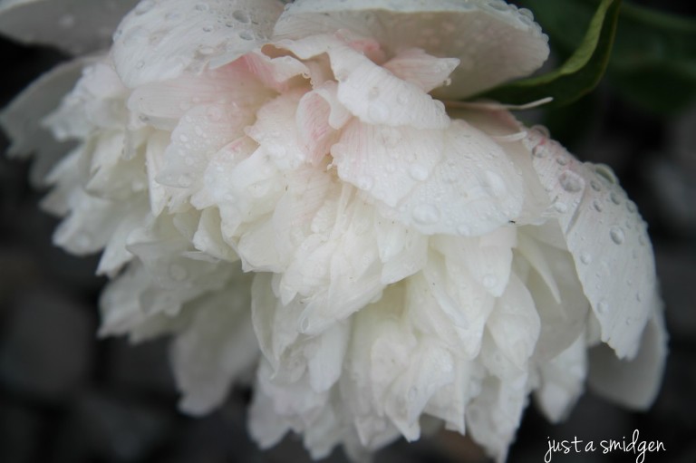 Peony 1