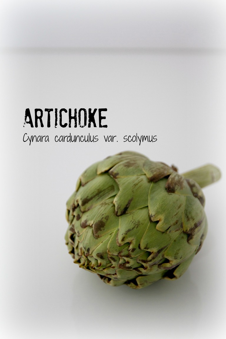 Artichoke 6