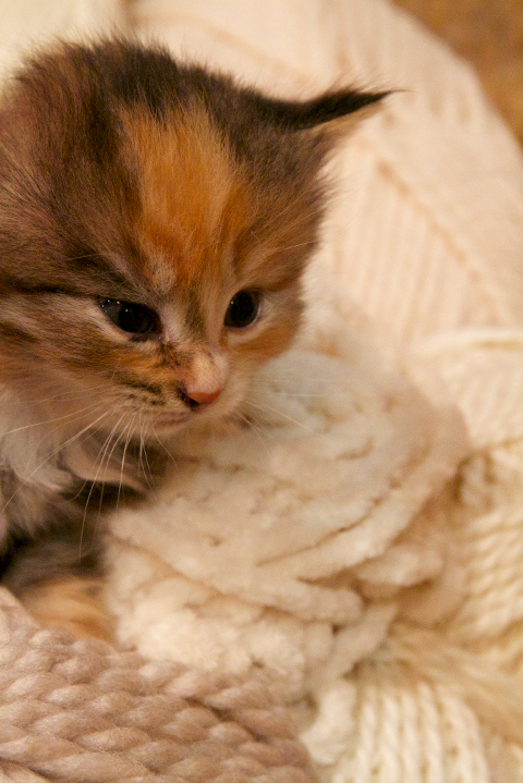 Kitten with wool