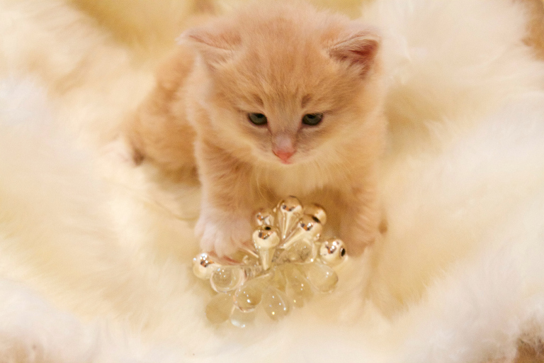 Christmas kitten with ornament