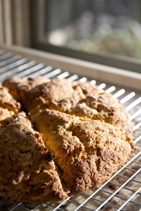 Gluten-Free Pumpkin Spice Scones