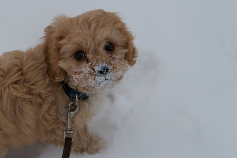 Bella in snow