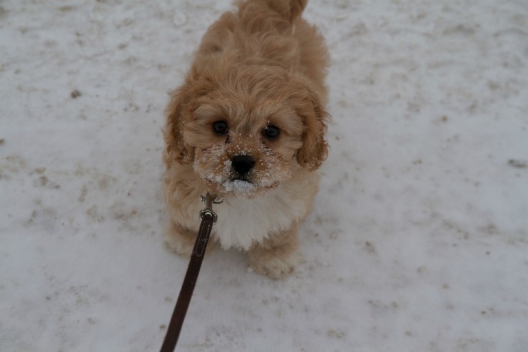 Bella in snow 2