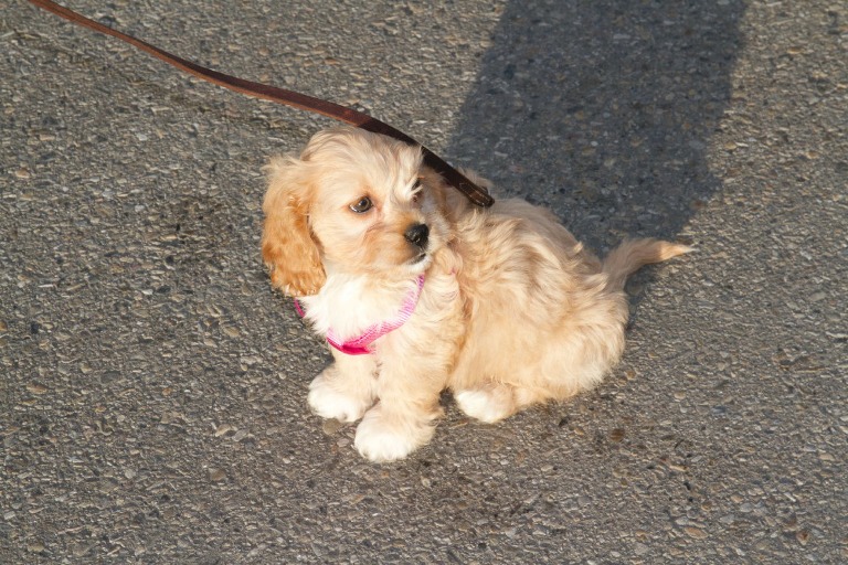 Bella on her walk