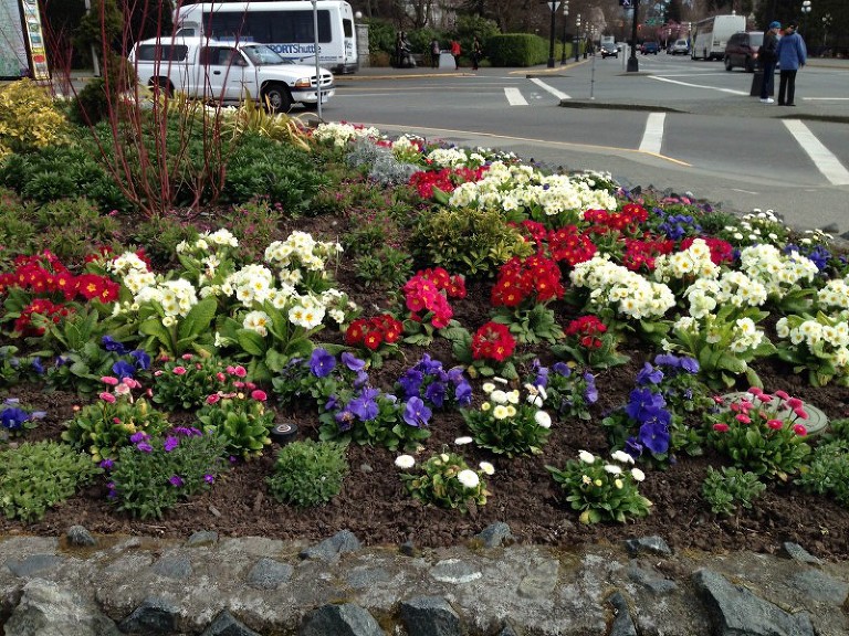 mixed primroses