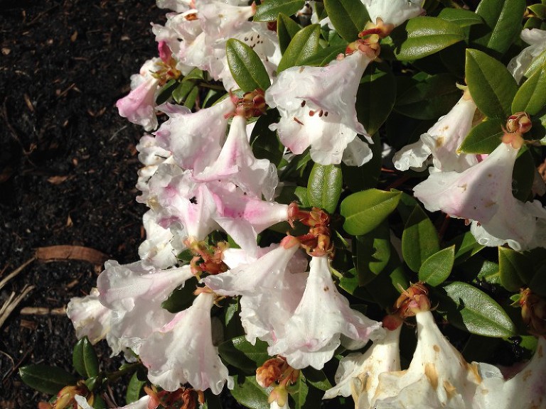 pink rhododendrums