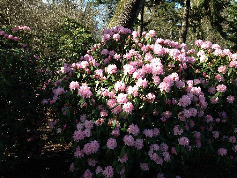 pink rhododendrums