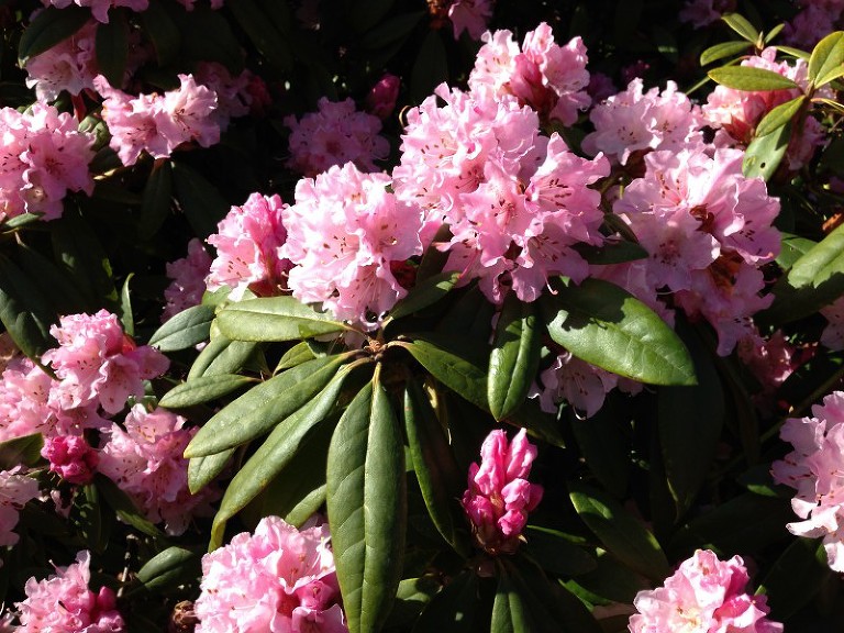 dark pink rhododendrums