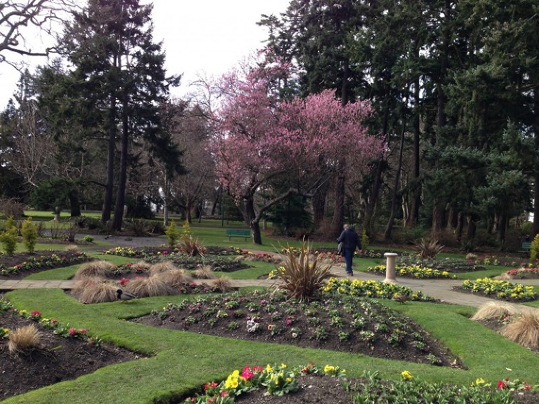 beacon hill park cherry tree in spring