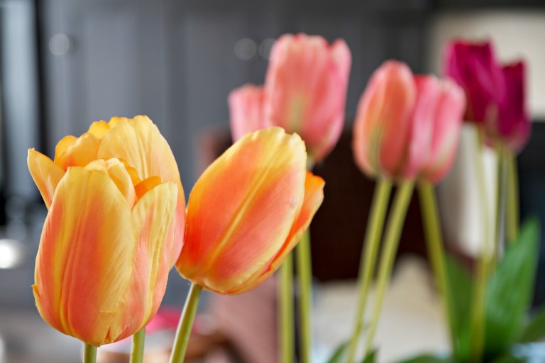 Ombre faux Tulips in a row