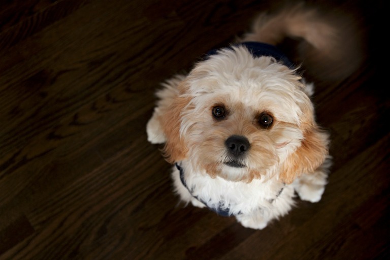 cavachon puppy