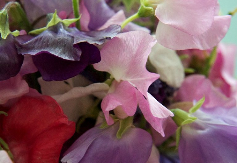 Sweet Peas 11