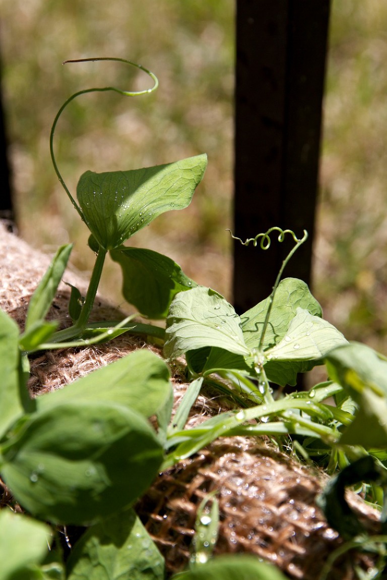 Sweet Peas C