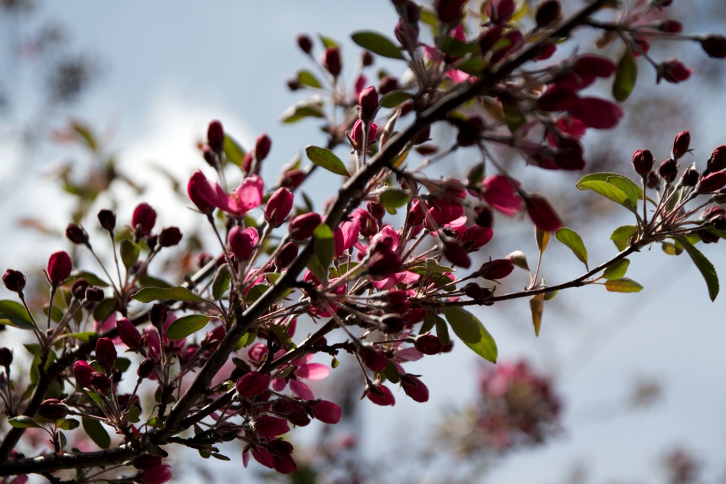 A Sprinkling of Spring Flowers » Just a Smidgen
