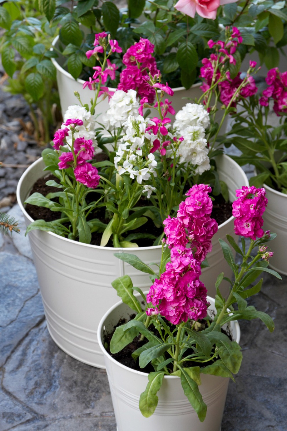 A Sprinkling of Spring Flowers » Just a Smidgen