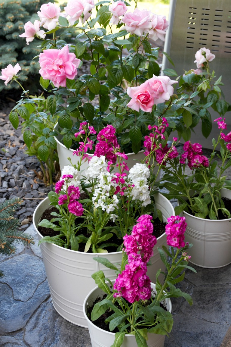 Garden Flowers 2014 7