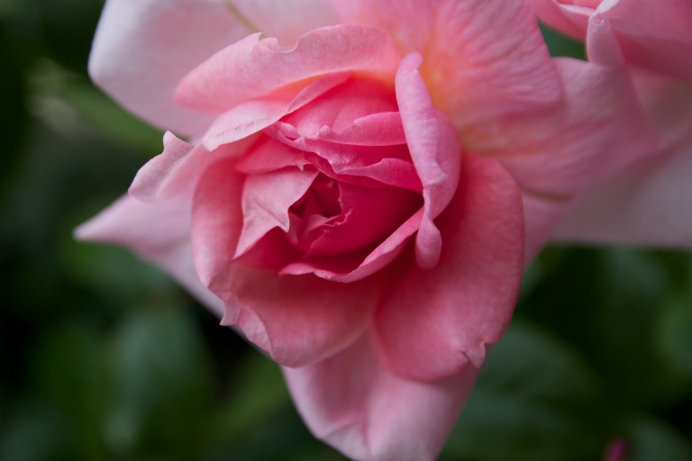 Garden Flowers 2014 8