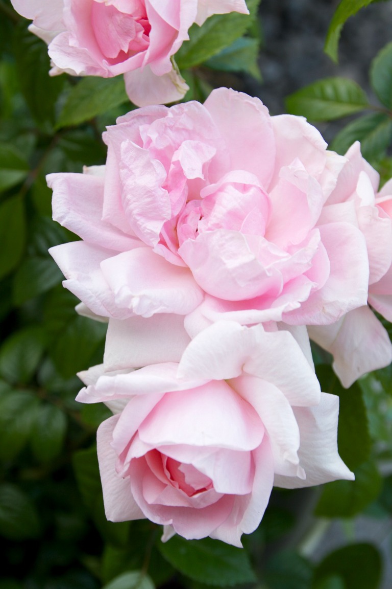 Garden Flowers 2014 9