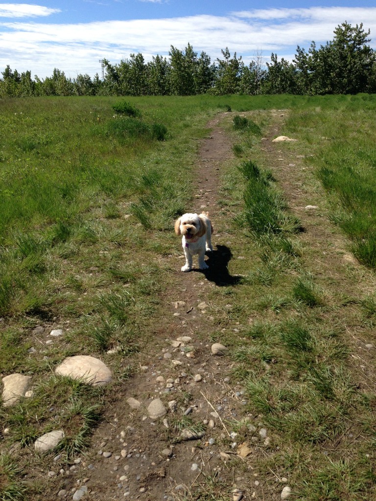 Puppy at the Off-Leash Park