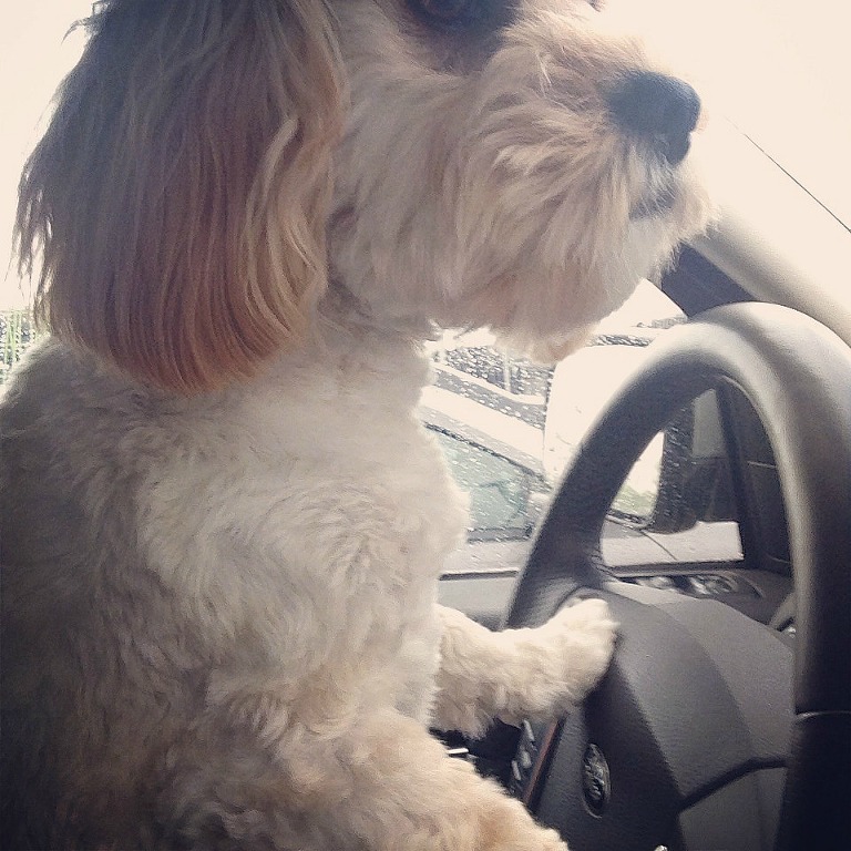 Puppy driving a car