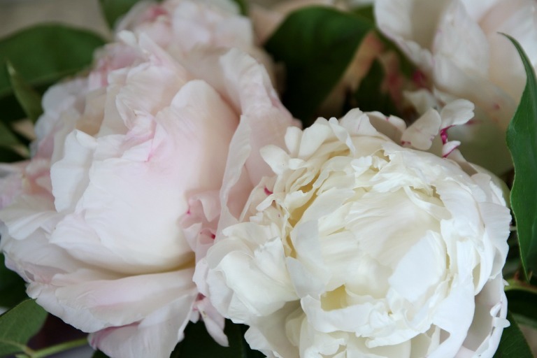 Peony 3