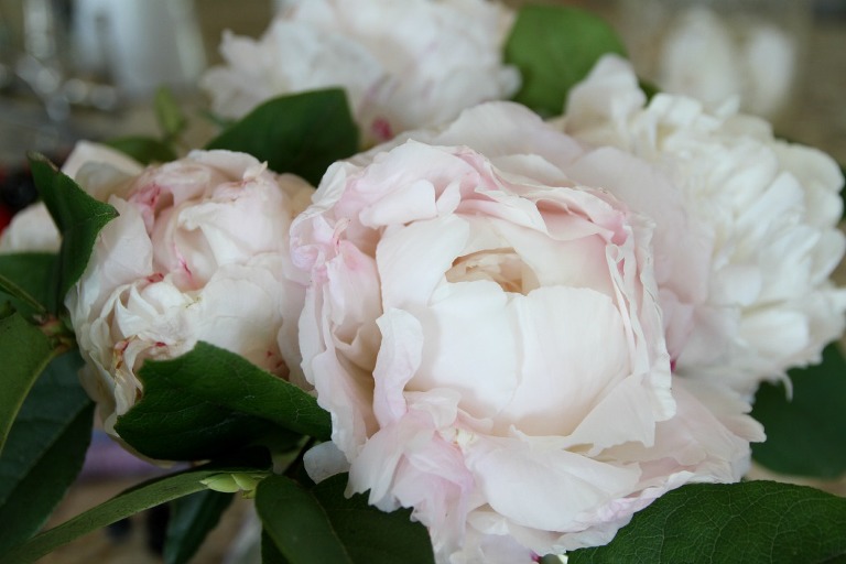 Peony 4