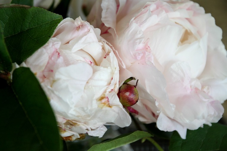 Peony 7