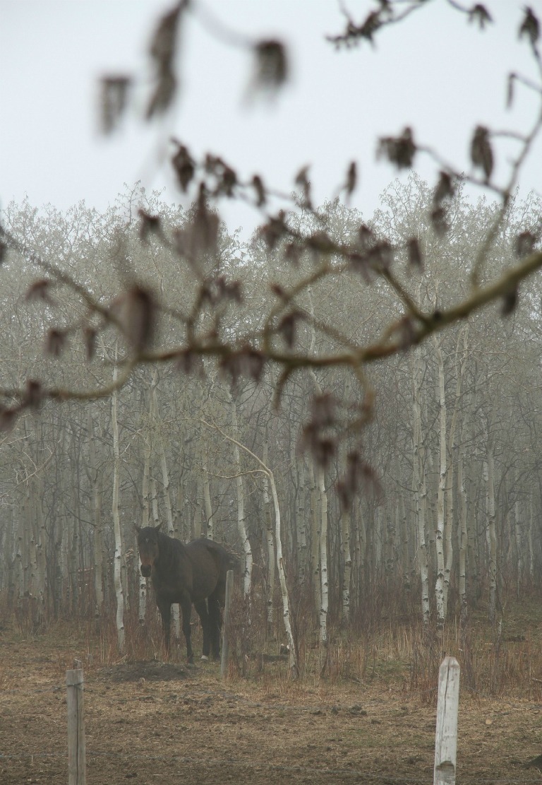 fog and horse