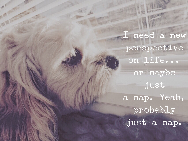 Dog quote