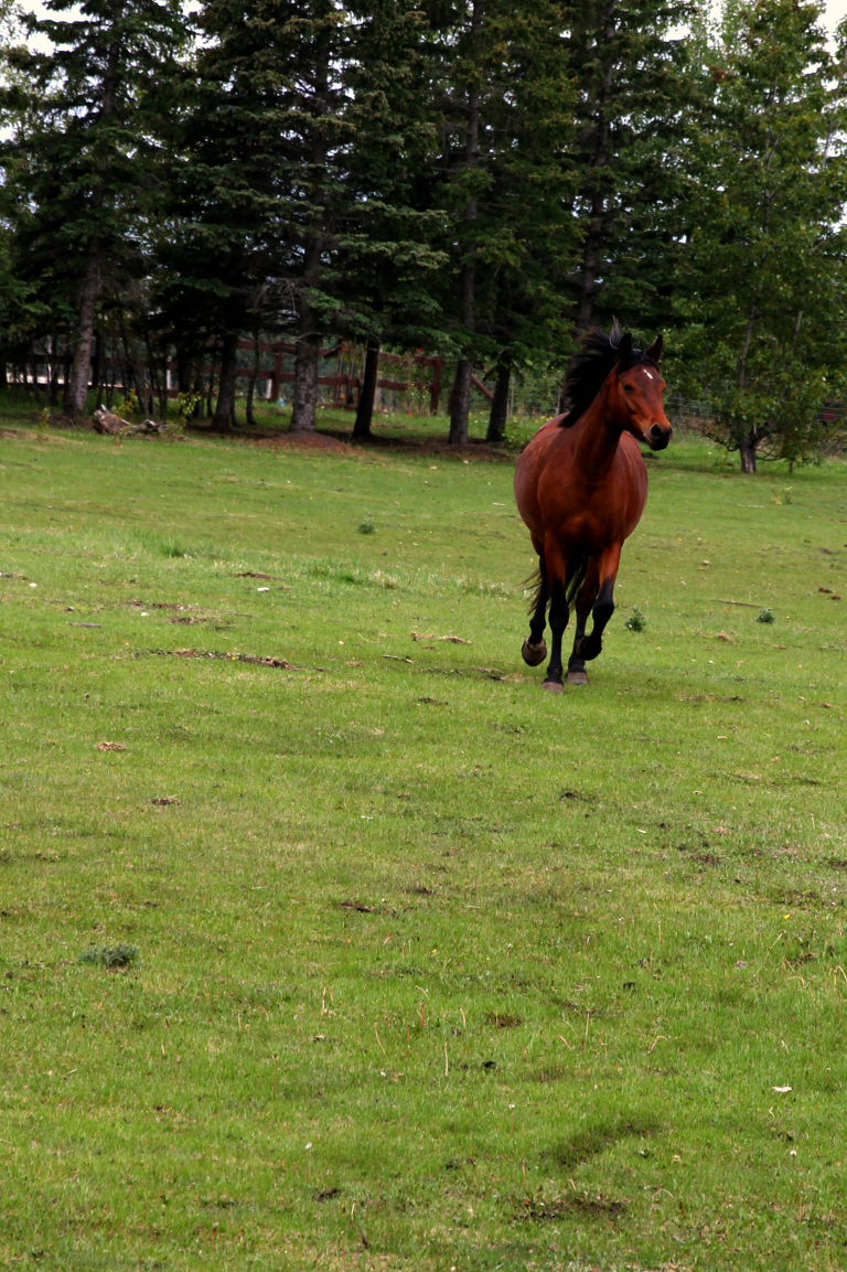 Wild Horses