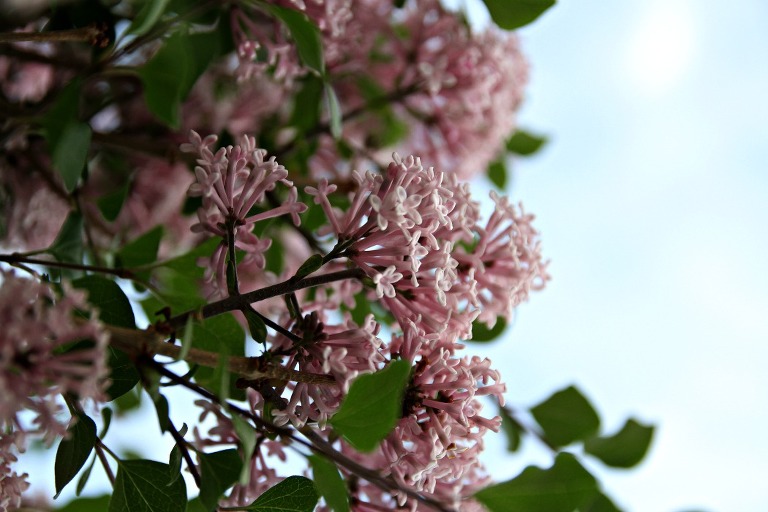 Lilacs
