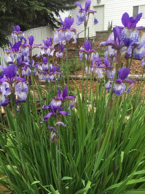 13445812_10153492363426436_988746317158519637_n